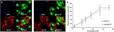 Micro RNA based MSC EV engineering: Targeting the BMP2 cascade for bone repair